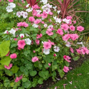 Lavatère à Grande Fleur Variée