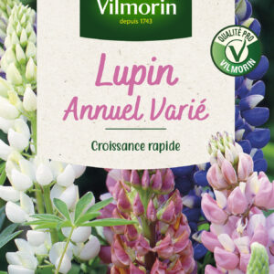 Lupin Annuel Varié
