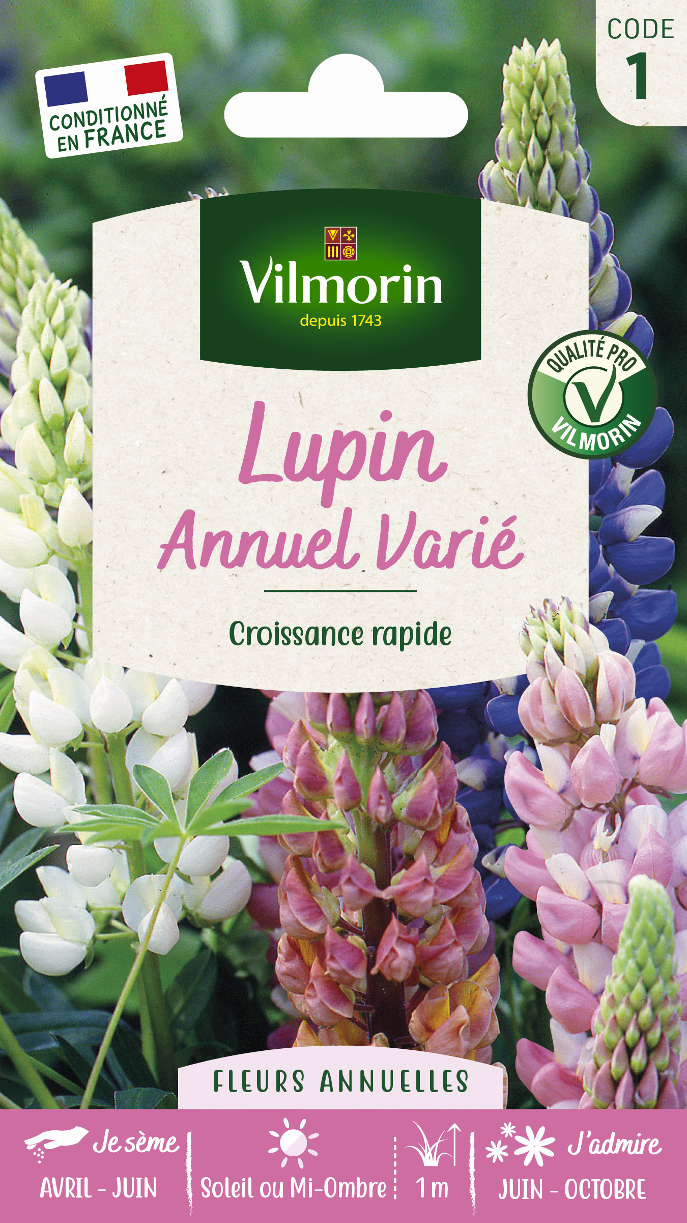 Lupin Annuel Varié