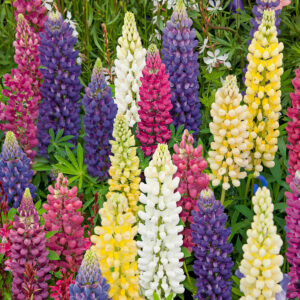 Lupin de Russel Varié