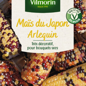 Maïs du Japon Arlequin