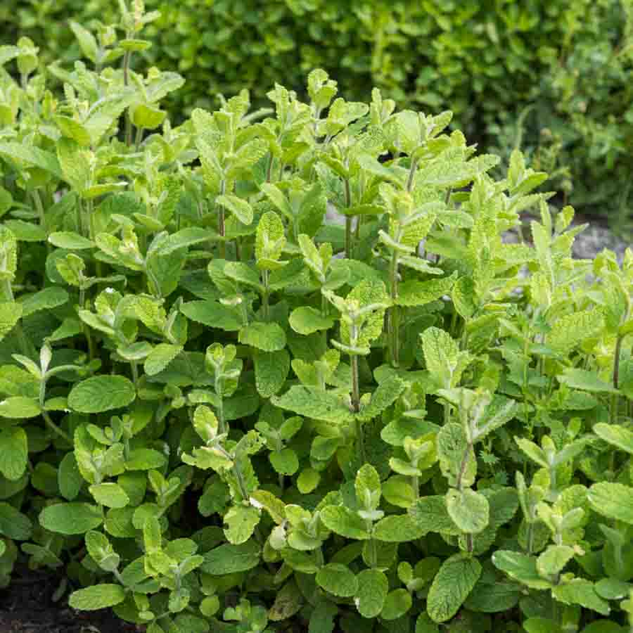 Mélisse Citronnelle - BIO
