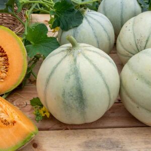 Melon Charentais - BIO