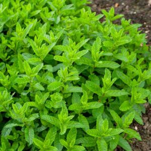 Menthe Marocaine