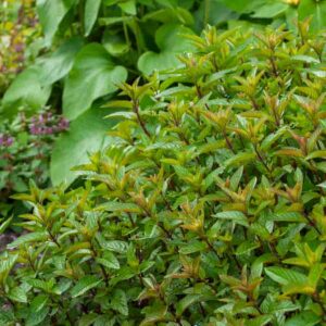 Menthe Poivrée - BIO