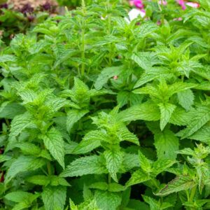 Menthe Poivrée