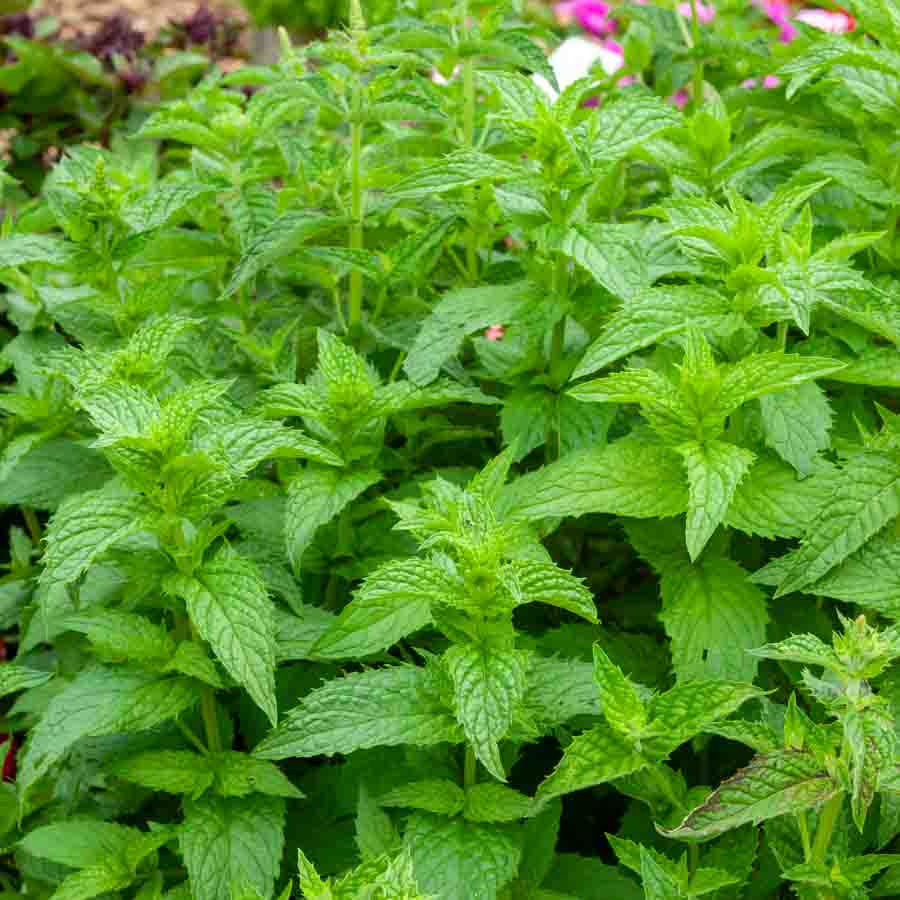 Menthe Poivrée