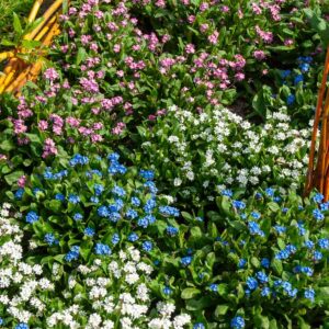 Myosotis des Alpes Varié