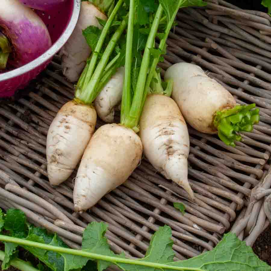 Navet-Légume Blanc Dur d'Hiver