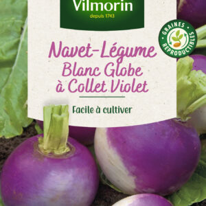 Navet-Légume Blanc Globe à collet violet
