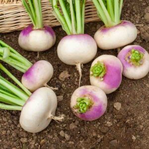 Navet-Légume de Milan Rouge Extra Hâtif à Châssis - BIO