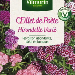 Œillet de Poète Hirondelle Varié