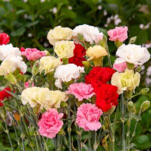 Œillet des Fleuristes Triomphe Varié