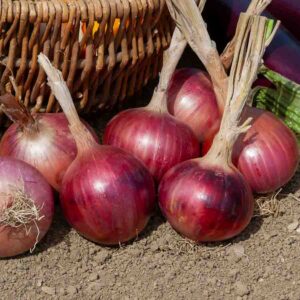 Oignon Rouge Morada de Amposta - Cuisine du Monde