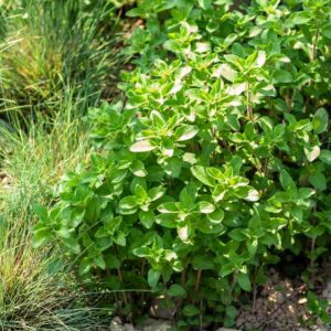 Origan Paula - BIO