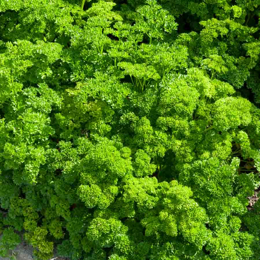 Persil Frisé Vert Foncé