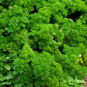 Persil Frisé Vert Foncé - BIO