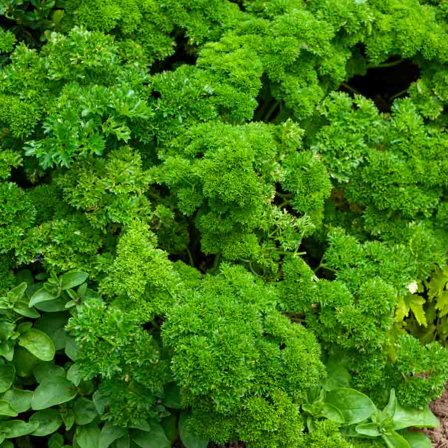 Persil Frisé Vert Foncé - BIO