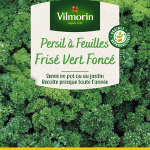 Persil Frisé Vert Foncé - Grand Modèle