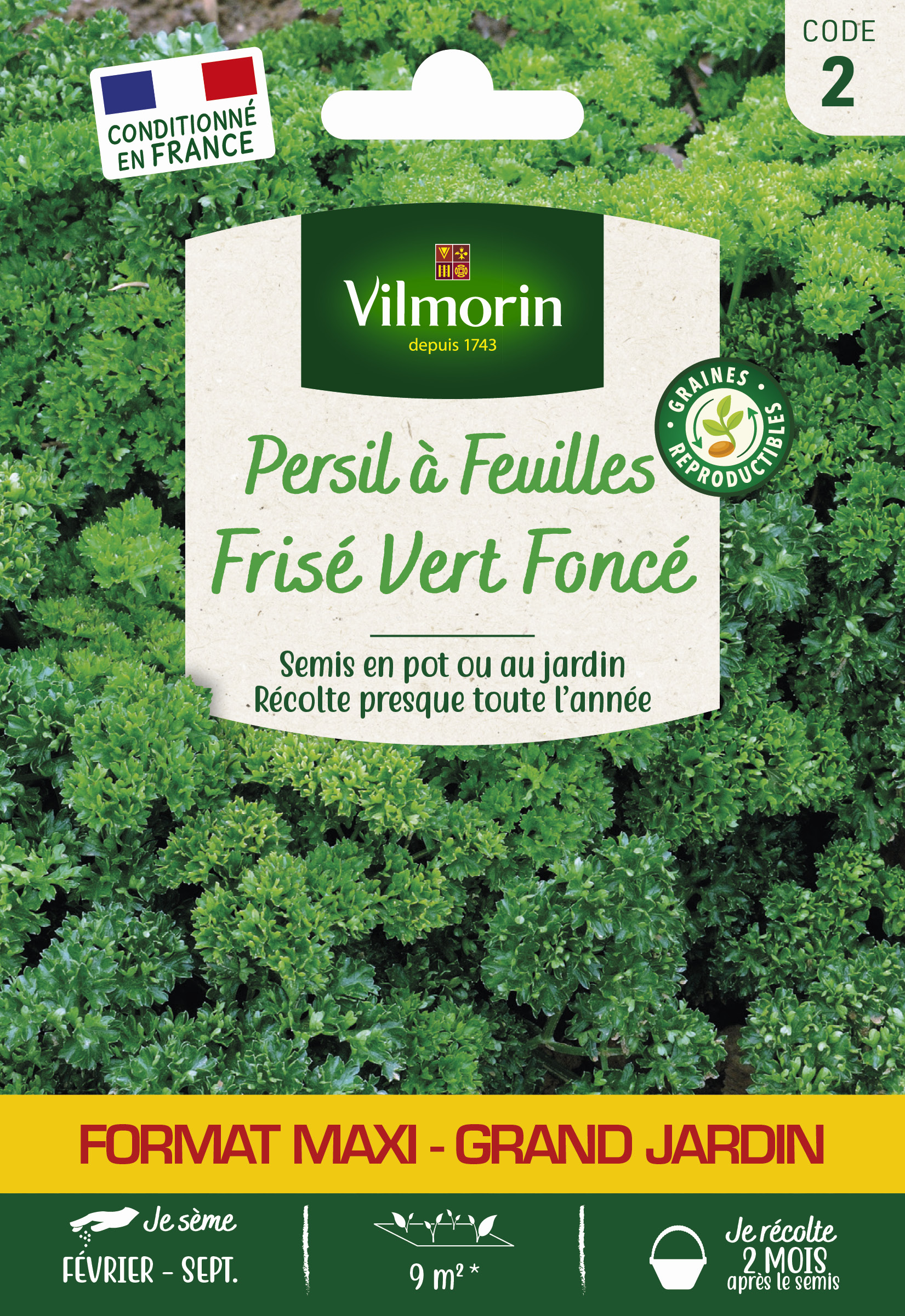 Persil Frisé Vert Foncé - Grand Modèle