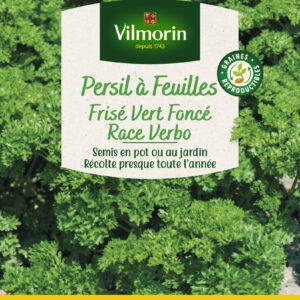 Persil Frisé Vert Foncé race Verbo - Grand Modèle