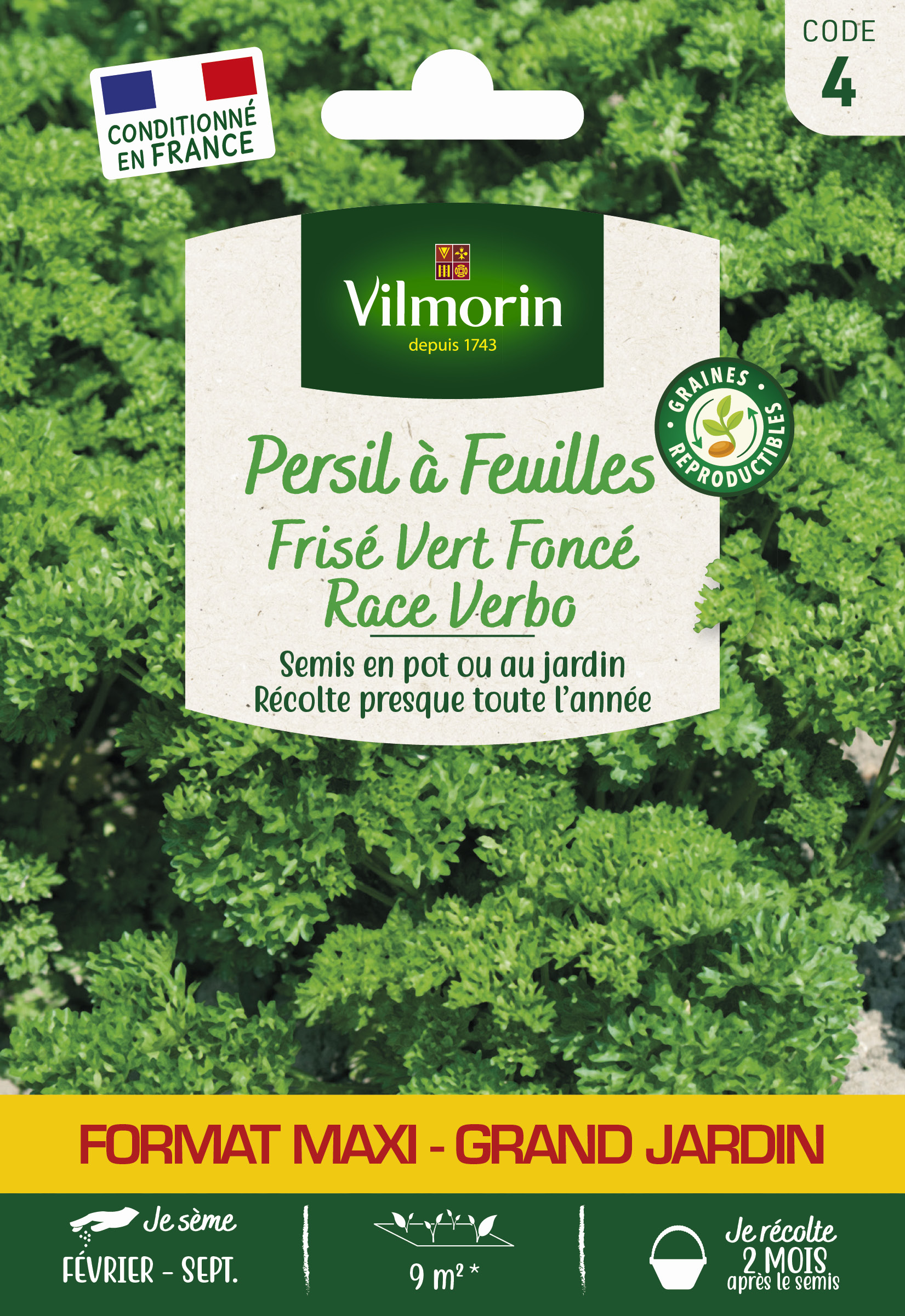 Persil Frisé Vert Foncé race Verbo - Grand Modèle
