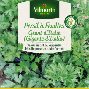 Persil Gigante d'Italie (Géant d'Italie) - Grand Modèle