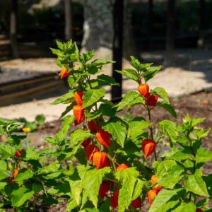 Physalis Lanterne Chinoise