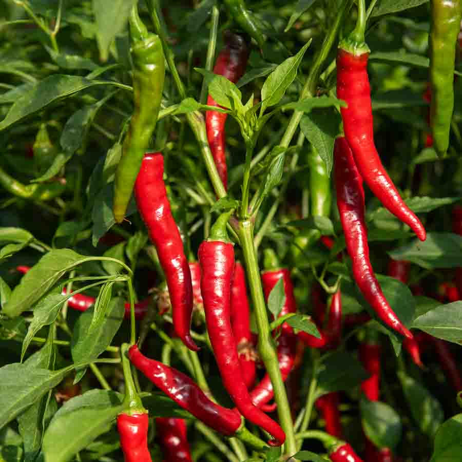 Piment de Cayenne - BIO