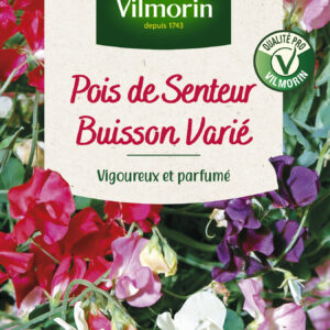 Pois de Senteur Buisson Varié