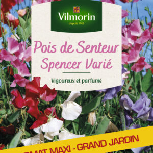 Pois de Senteur Spencer Varié - Grand Modèle