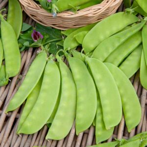 Pois Mangetout Carouby de Maussane - 20 m
