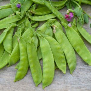 Pois Mangetout Corne de Bélier - 20 m