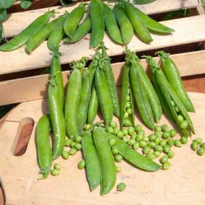 Pois Nain à Grain Rond Précovil - 5 m
