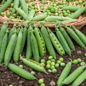 Pois Petit Provençal - BIO - 10 m