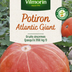 Potiron Atlantic Giant