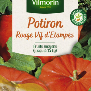 Potiron Rouge Vif d'Etampes