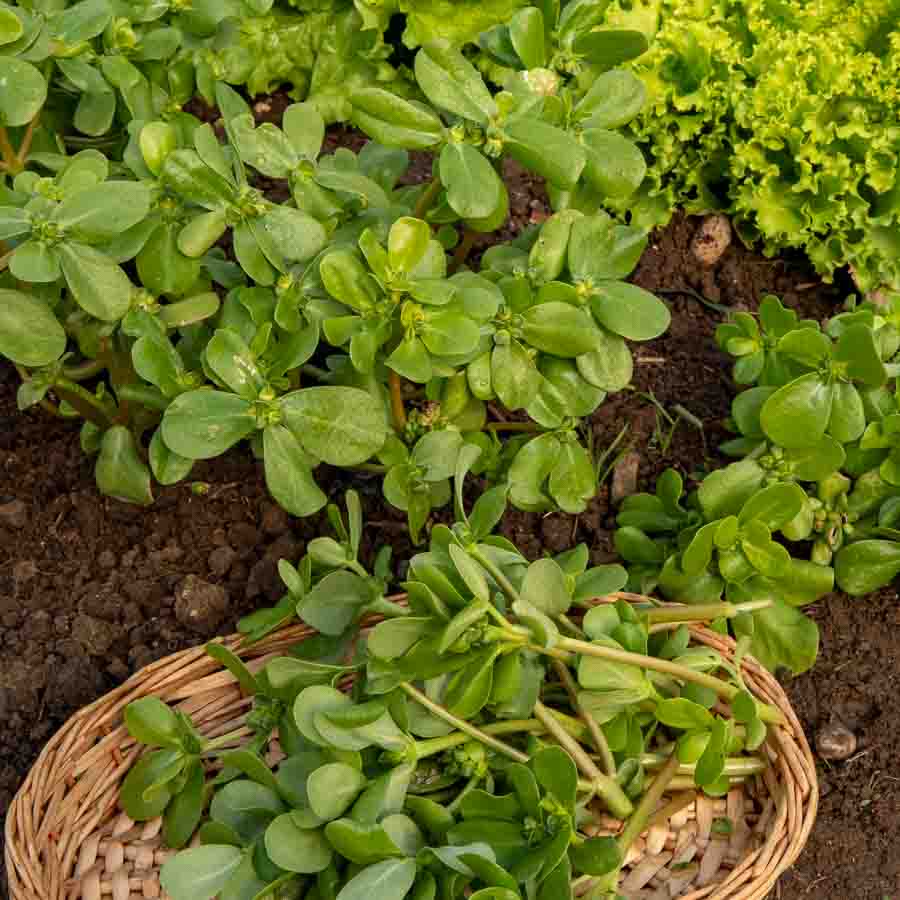 Pourpier Doré à larges feuilles - Légumes d'Autrefois