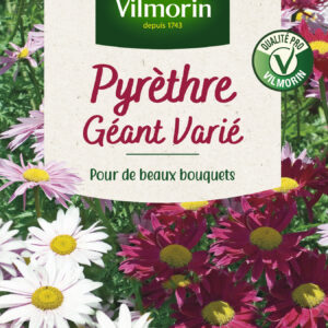 Pyrèthre Géant varié