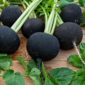 Radis Noir Gros Rond d'Hiver - BIO