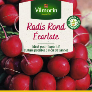 Radis Rond Ecarlate - Grand Modèle