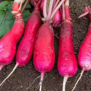 Radis Rose d'Hiver de Chine