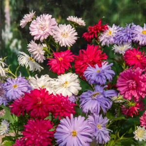 Reine-Marguerite Plume d’Autruche Variée