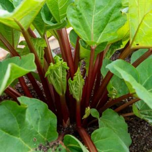 Rhubarbe Victoria - BIO