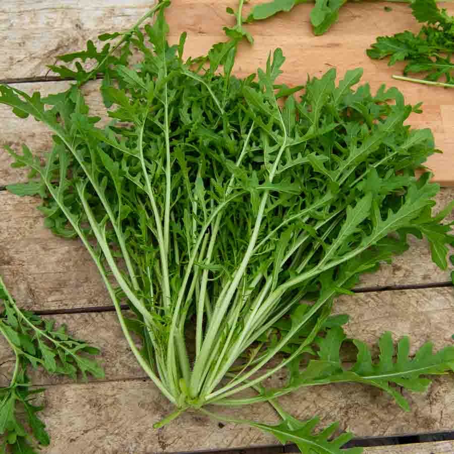 Roquette cultivée