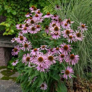 Rudbeckia Pourpre Magnus