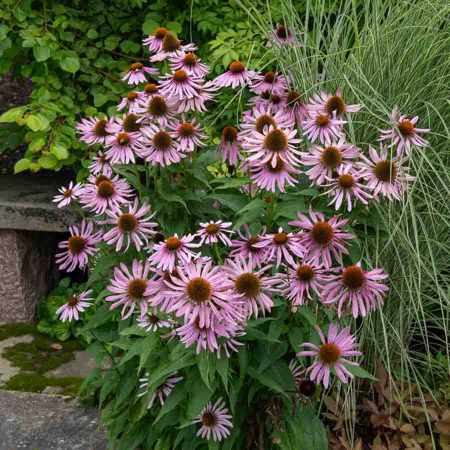 Rudbeckia Pourpre Magnus