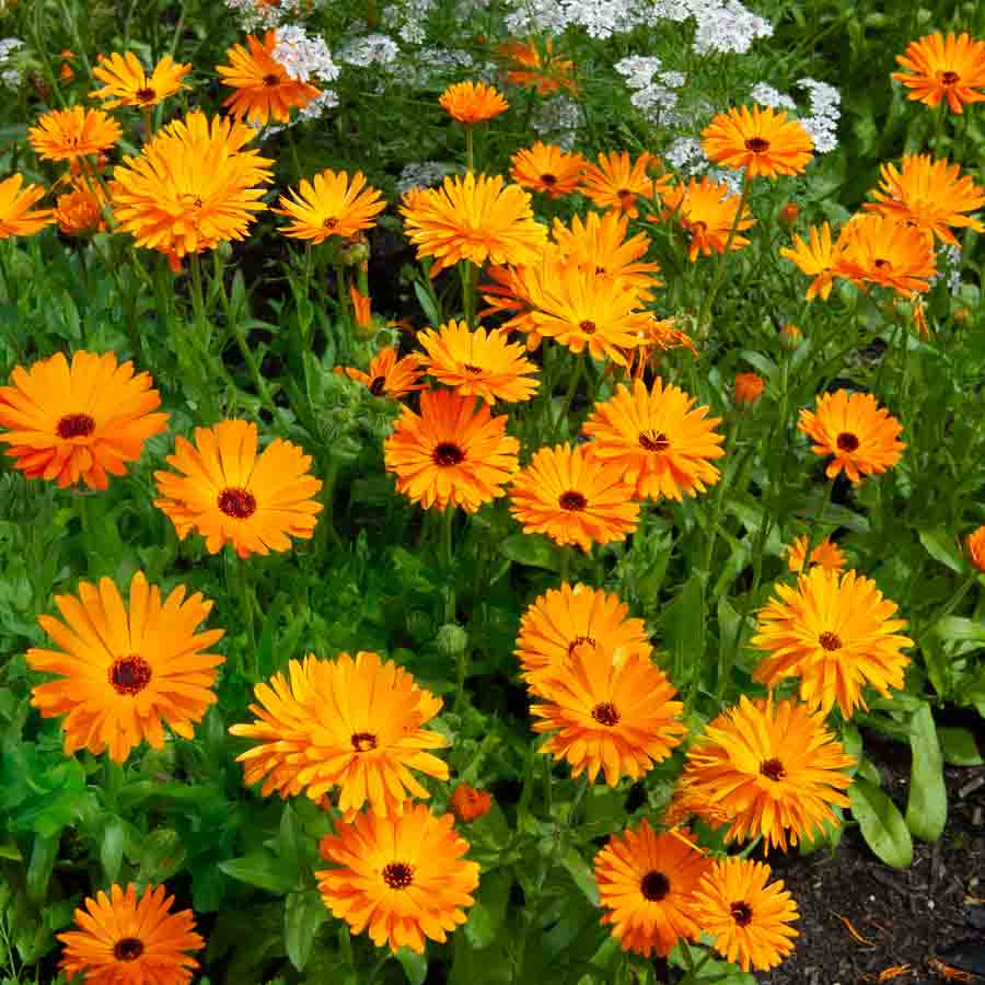 Souci Orange - BIO