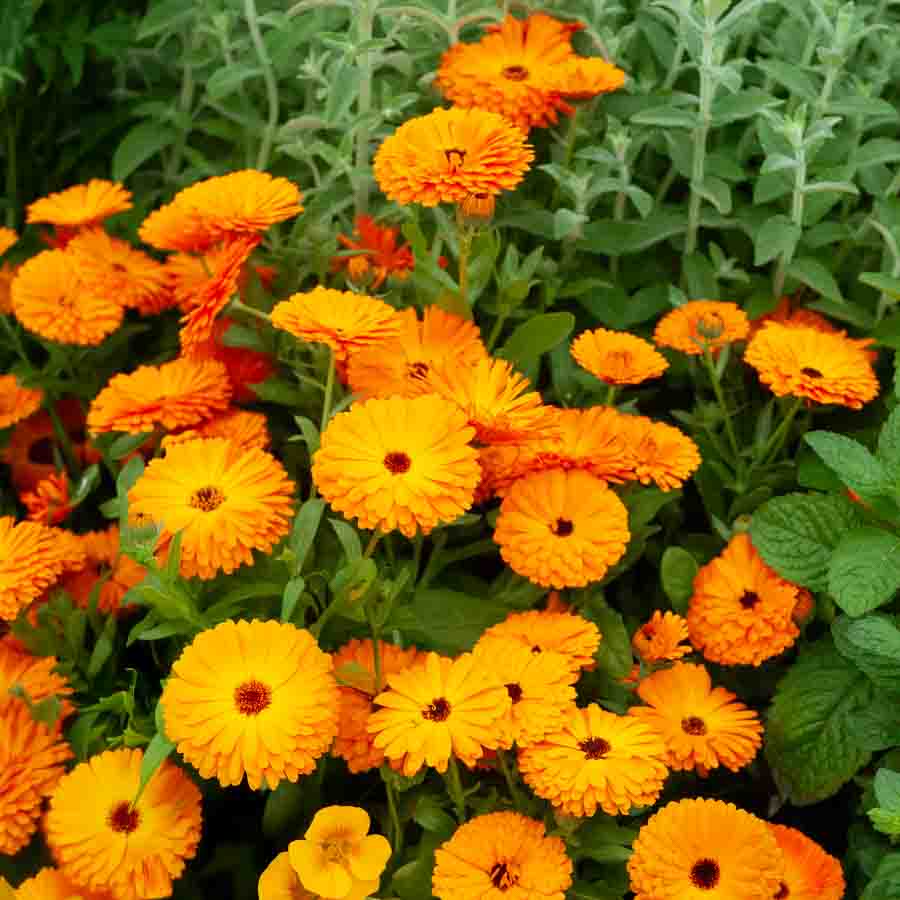 Souci Orange King