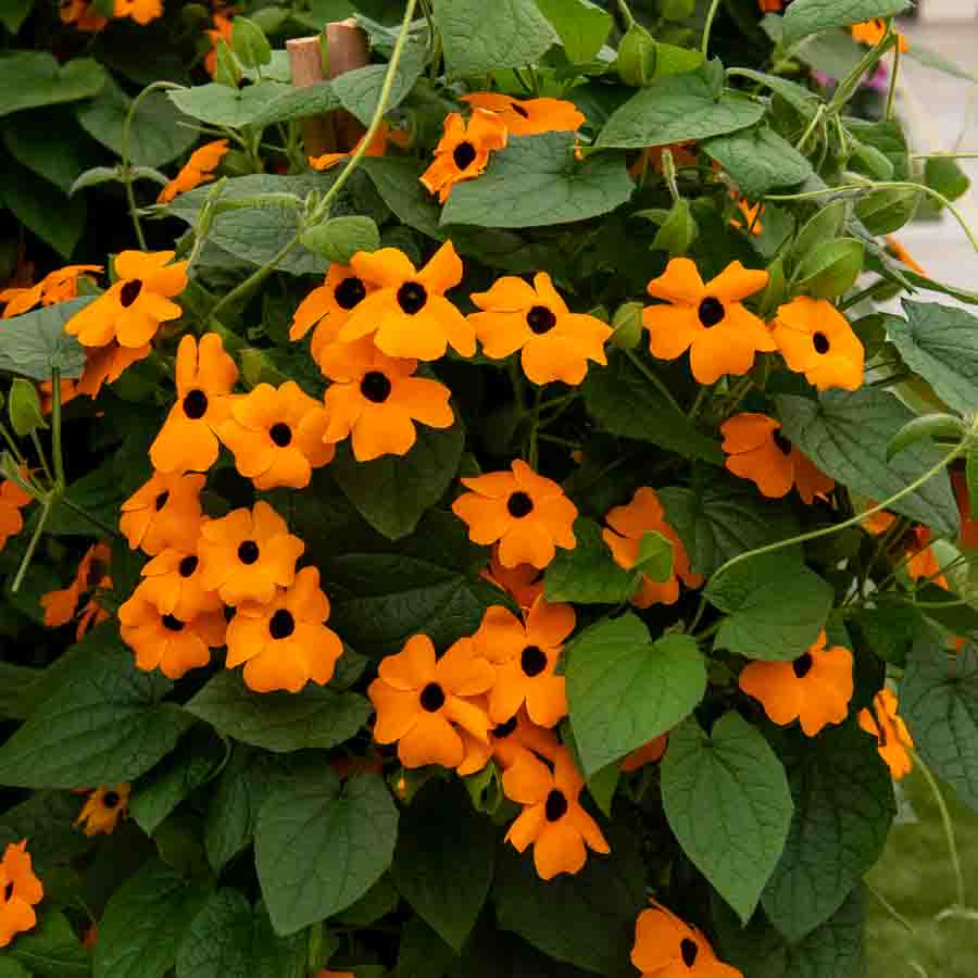 Thunbergia Alata Suzanne aux Yeux Noirs